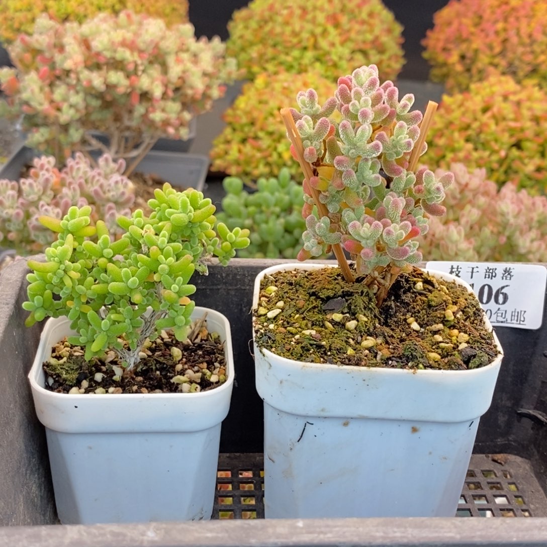 广****106冰晶+蜜橘糖球 。       