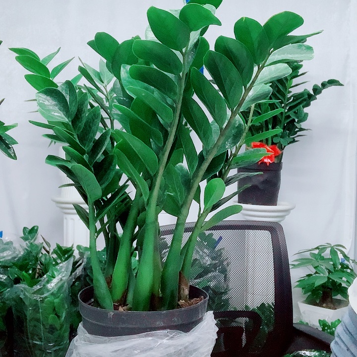 当前无花栽培后可以开花