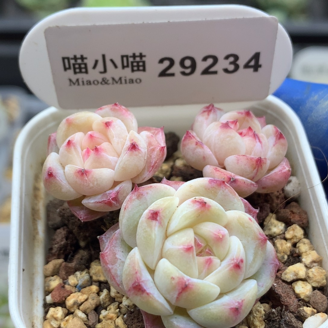 多肉植物杂交珍妮