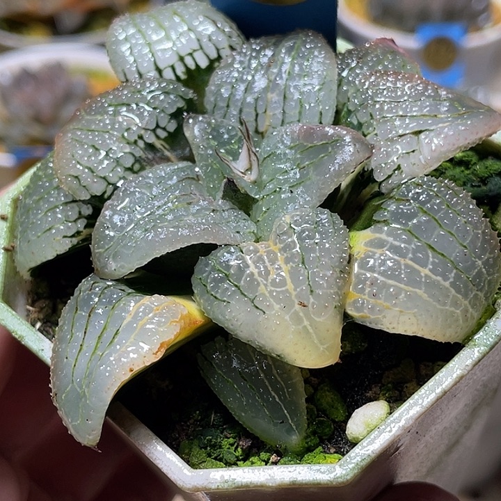 620天空之镜母本一物