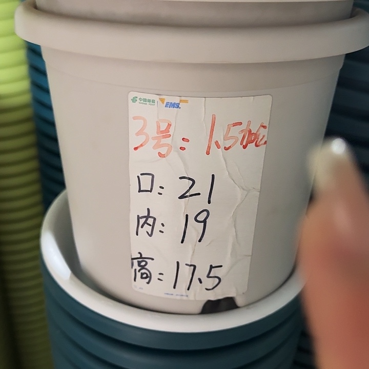 四季3号灰白无托10个特价