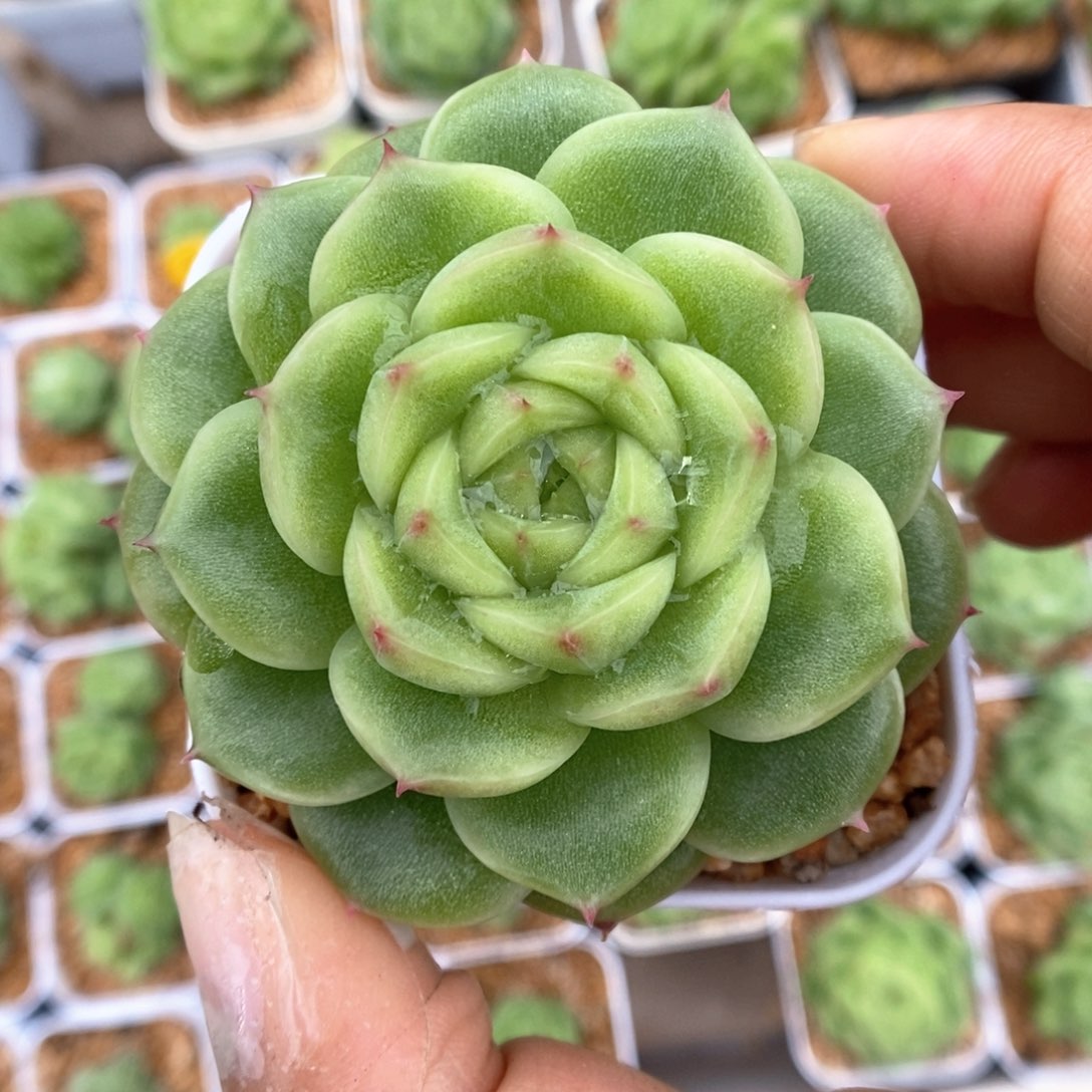 蜜蜡麦秆1013号。   