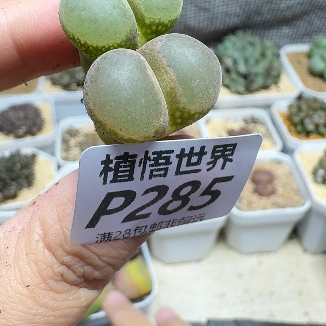 多肉植物的最fhnmk