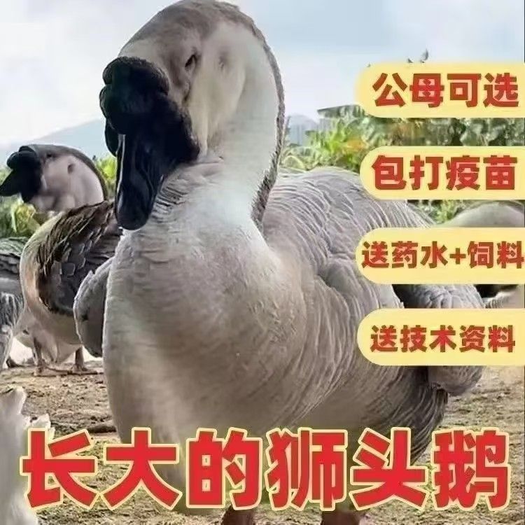 【新店福利】大种狮头鹅顺丰包邮，包到家