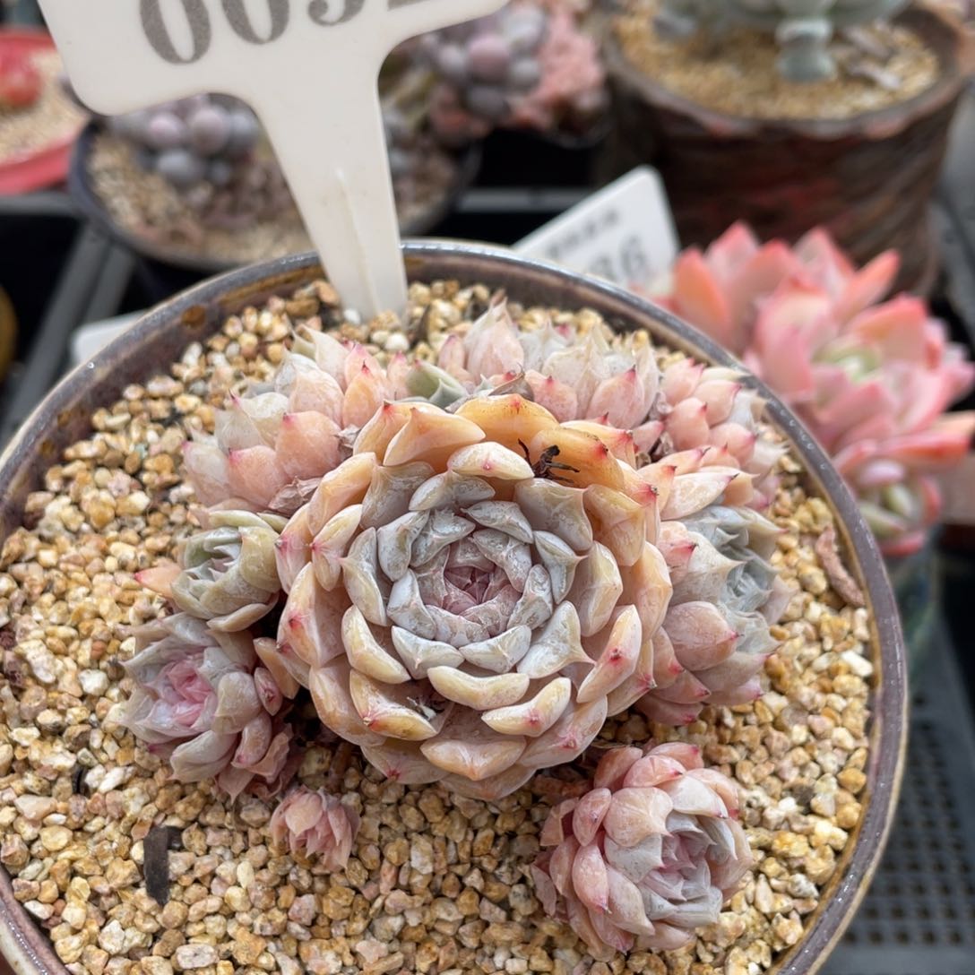 0052玛丽贝尔不带盆9厘米