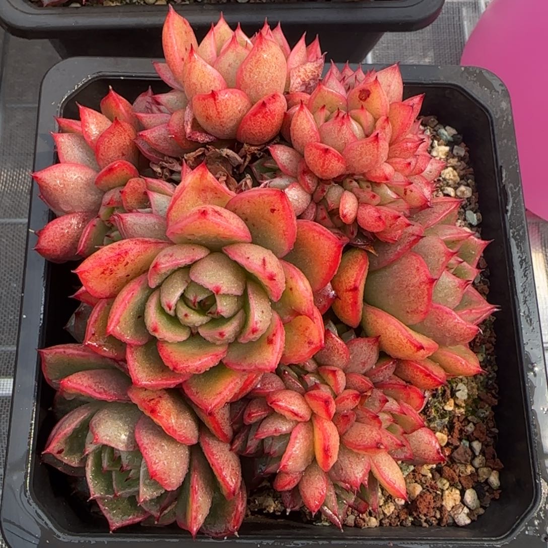 从前慢花园精选多肉红酒桃群