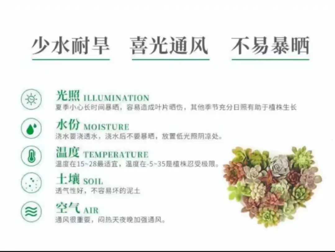 2综合链接  灵峰多肉净化空气