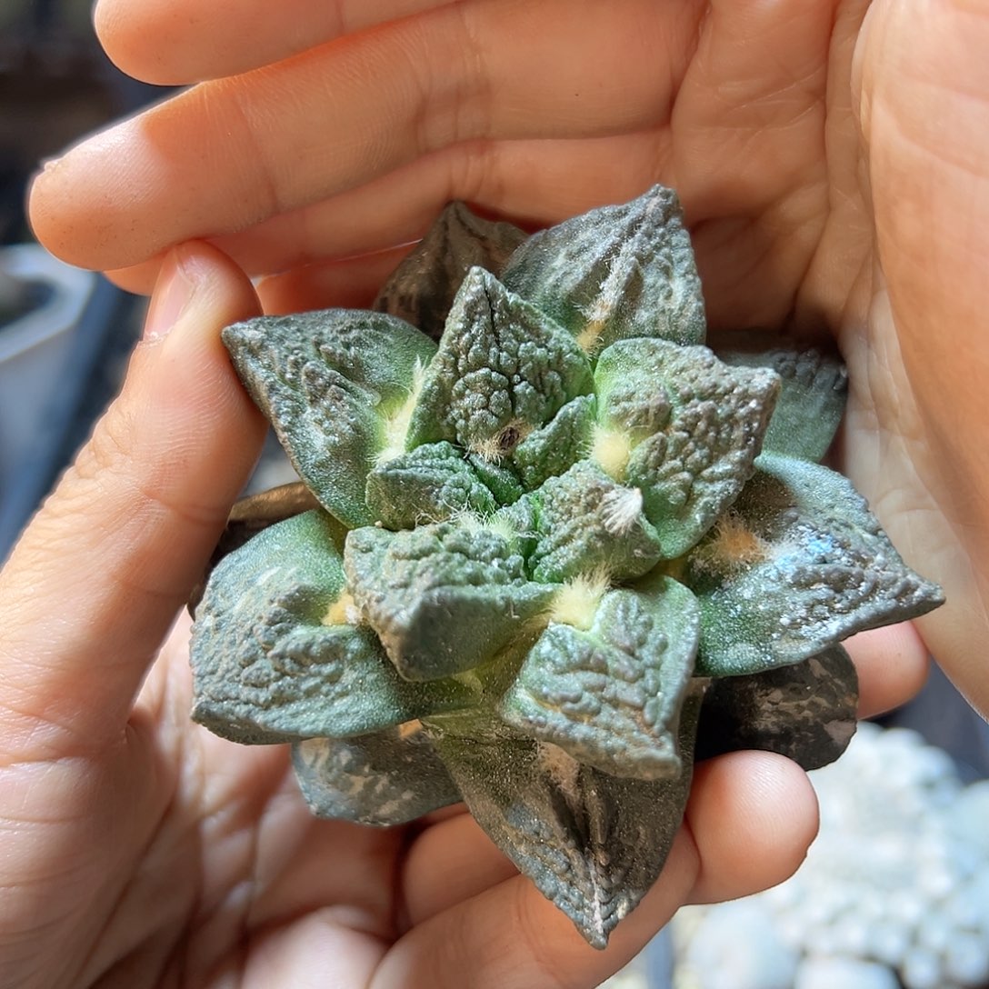 25日自根龙角龟7.5公分