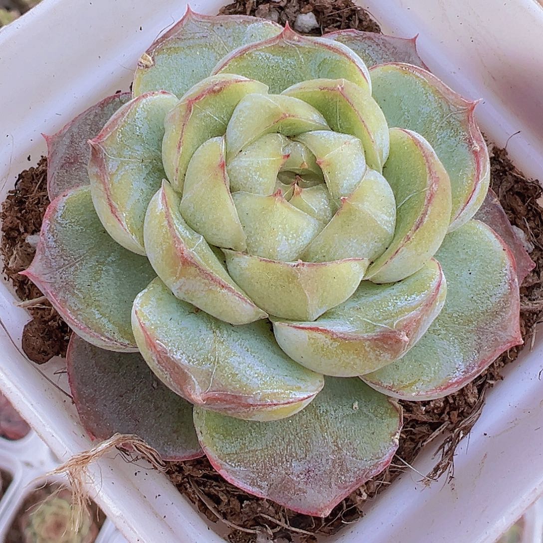 单头胖虎19包邮多肉