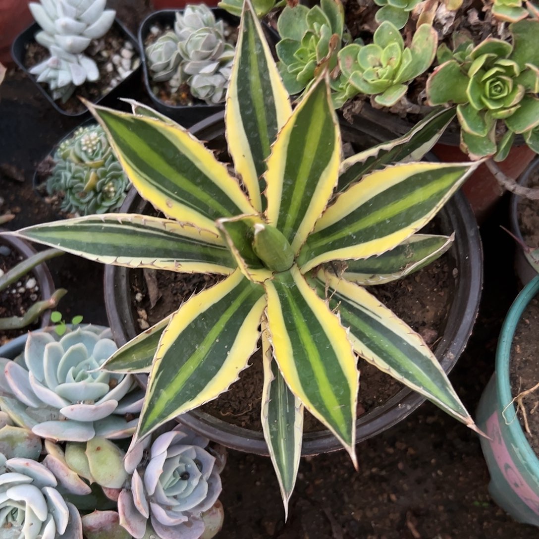 下播福利五色万代