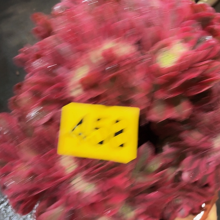 多肉植物女巫458