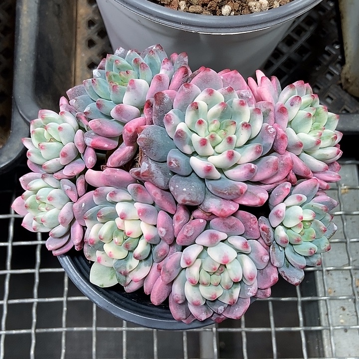 蓝苹果锦多头群的