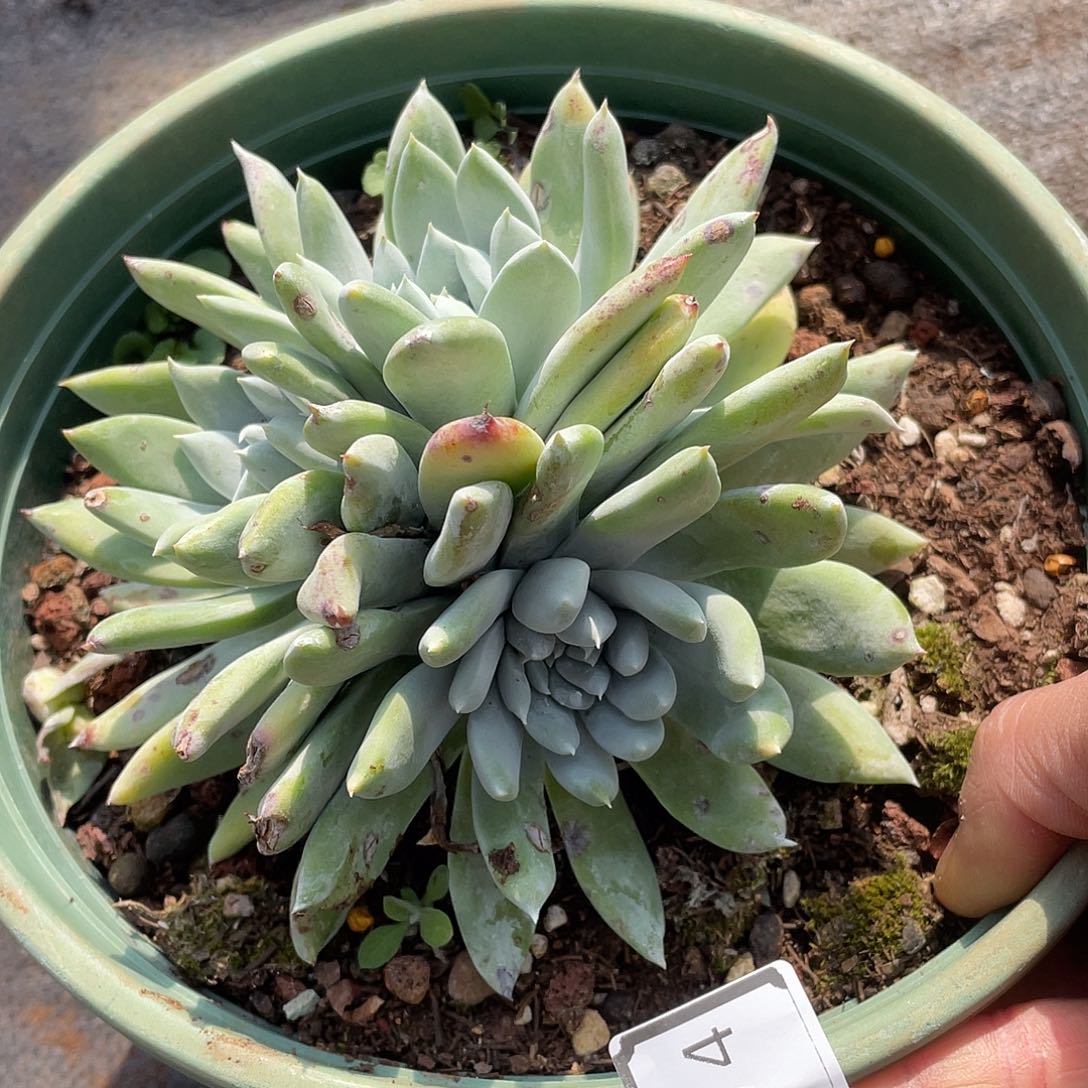 苹果拇指多头11904