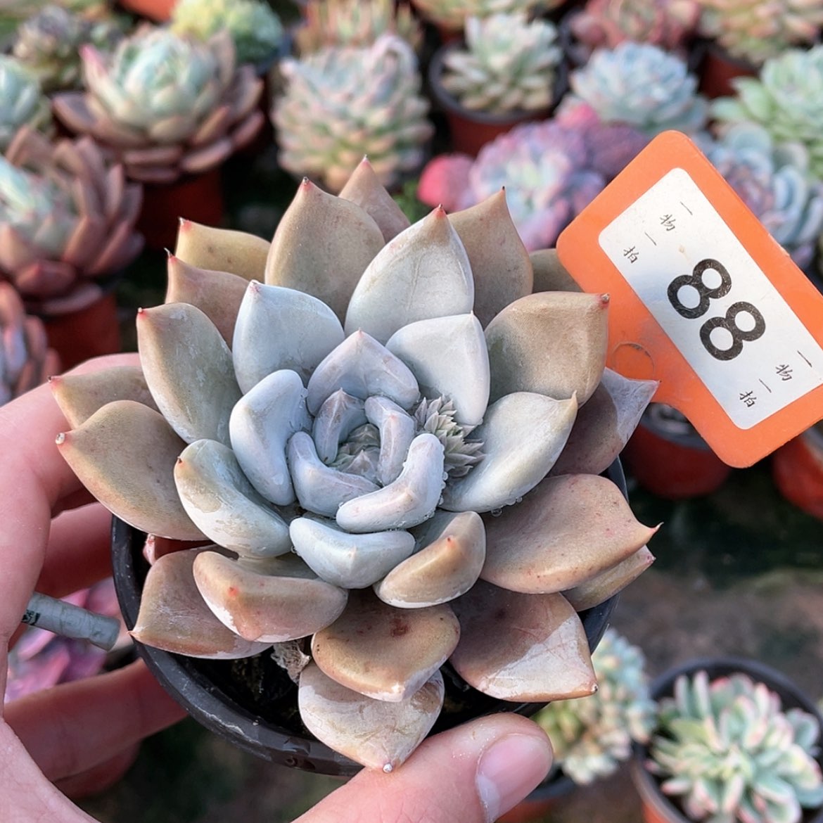 【闪购商品】如**恒88号的