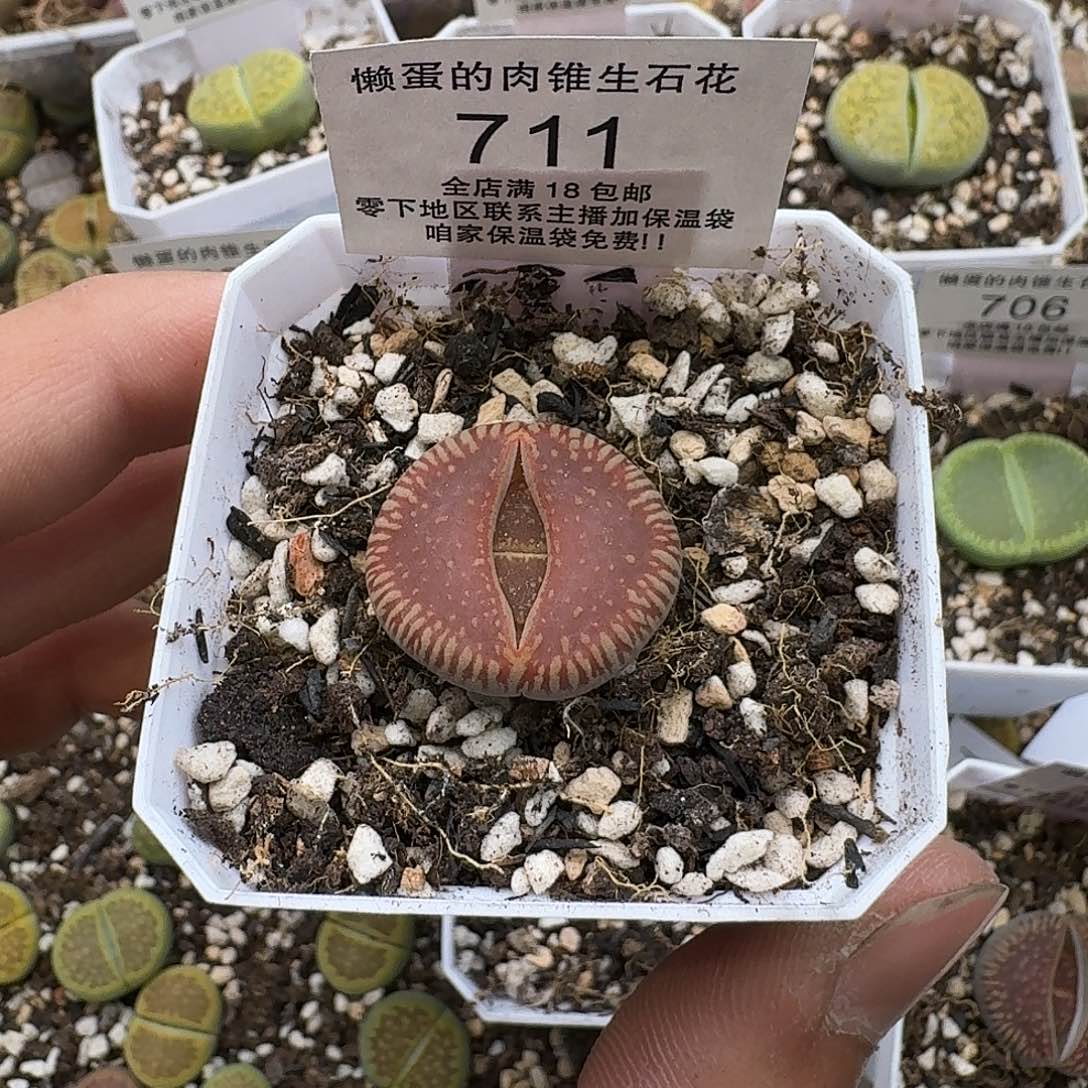 711尺寸2.4cm满18包邮