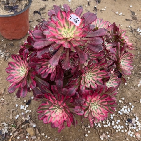 2-68红铜白多肉植物