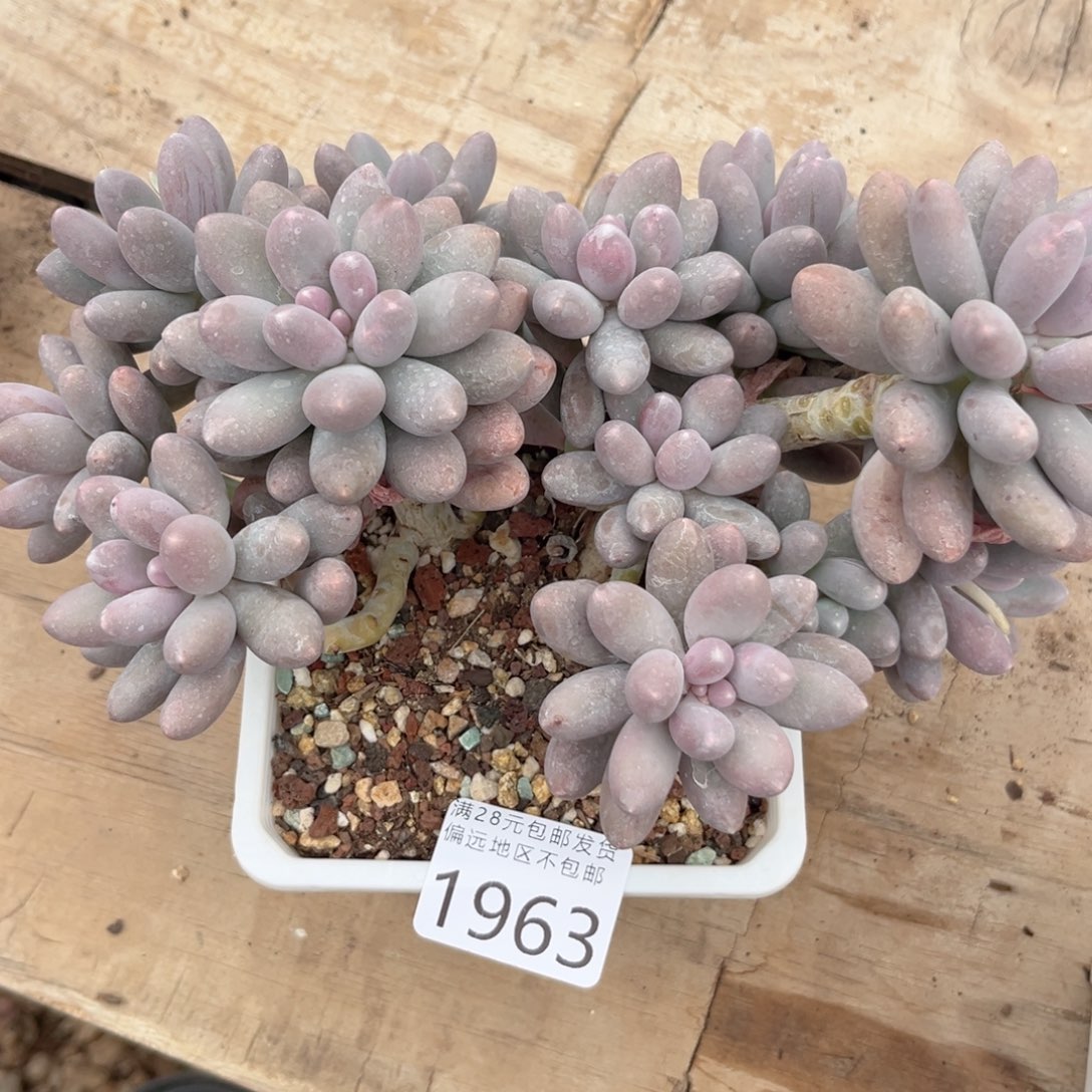 大1963；c c c c v b b