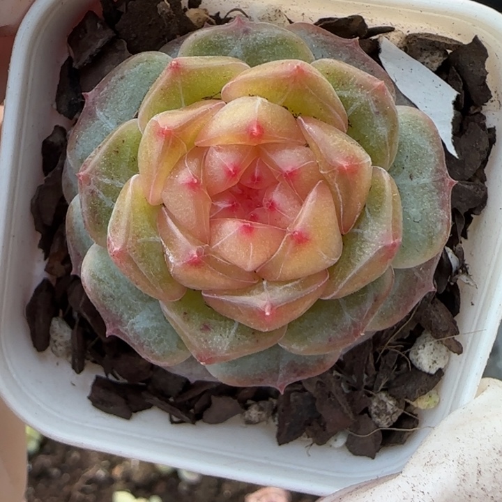 明***！贵妃珍妮多肉一颗