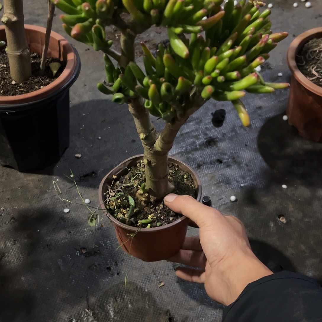 风***吸财树带盆发货8730