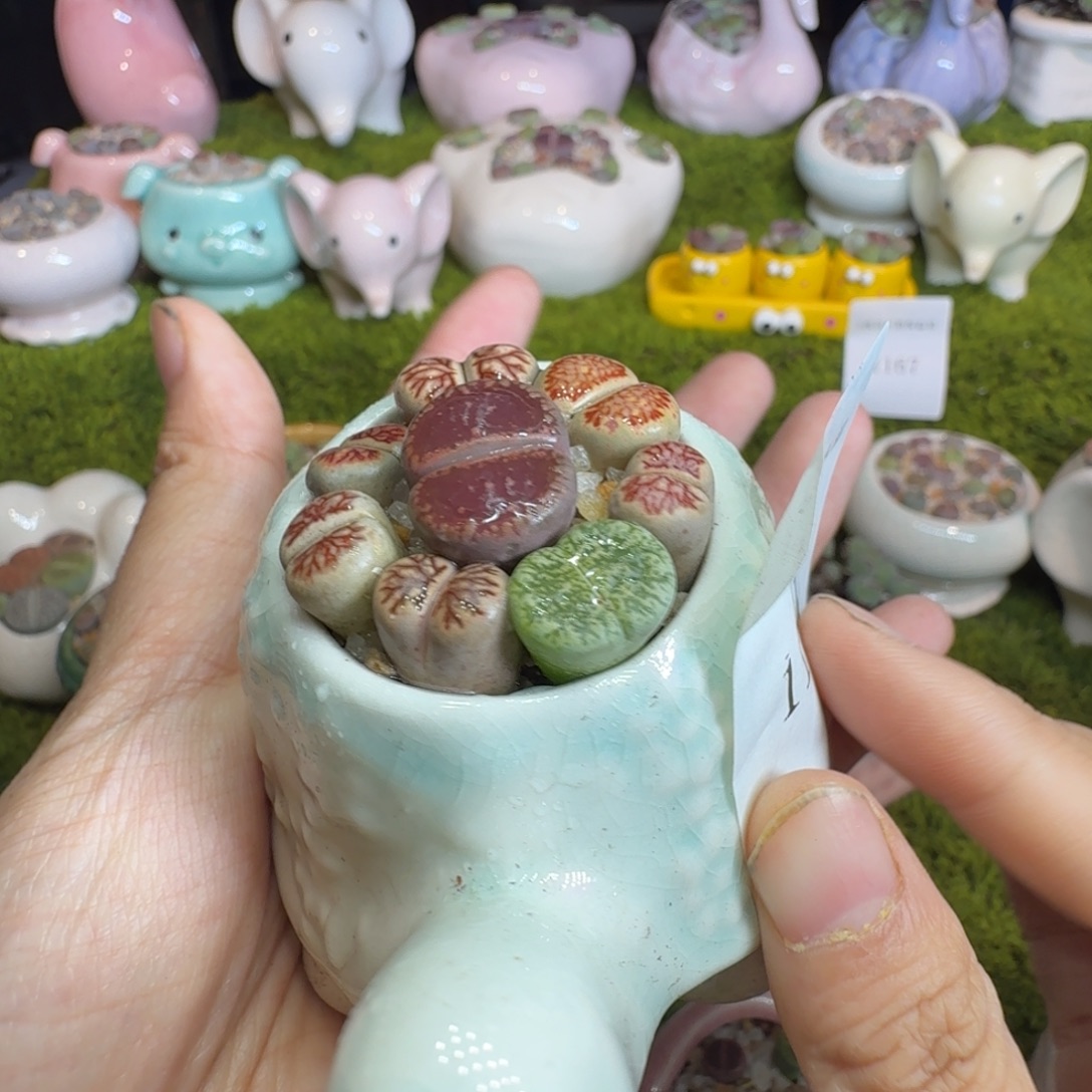 飘***渺多肉植物开播福利冲1181