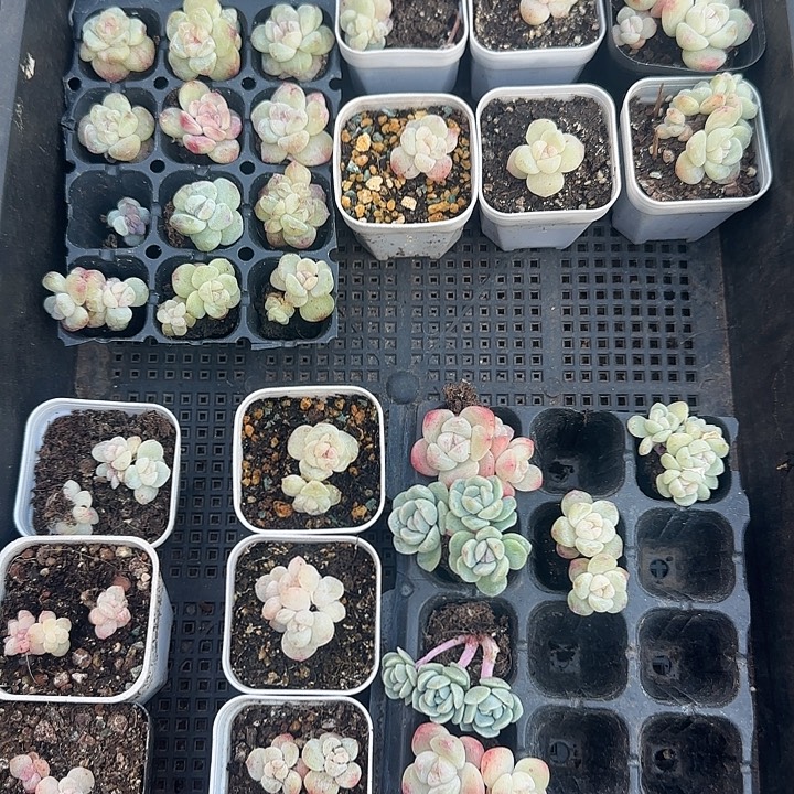 俏俏一筐冰玉冰玉