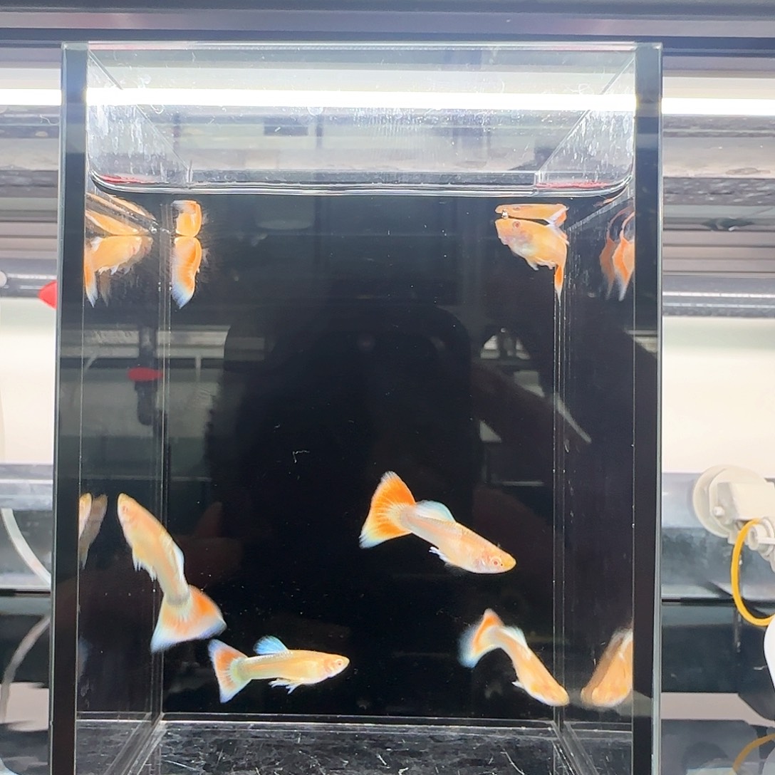 孔雀鱼赛级蓝白火烧云