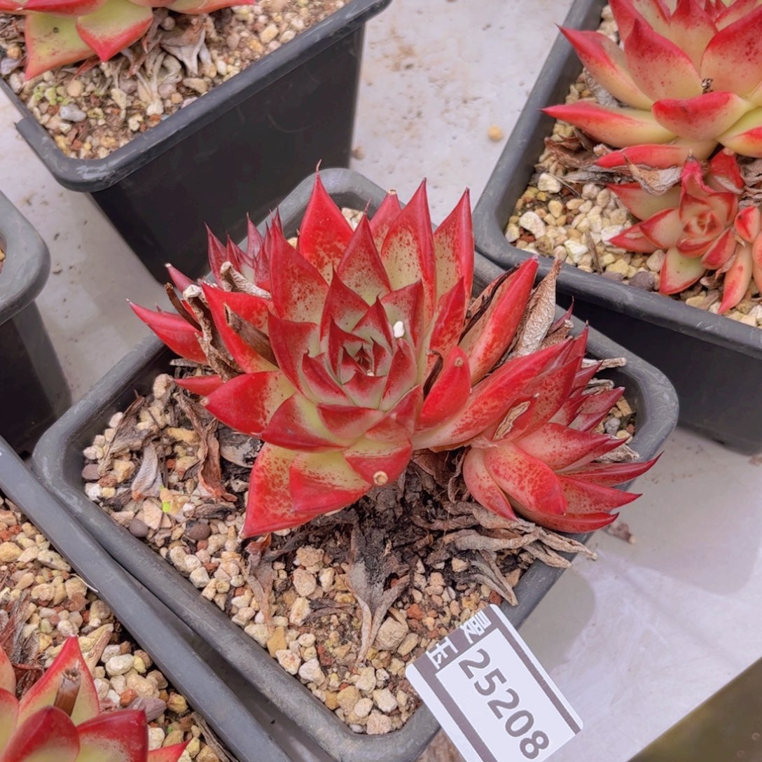 红枫多肉植物25208
