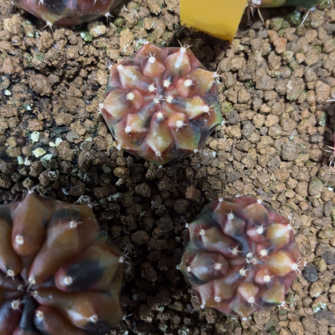 238-1209泰国发货多肉