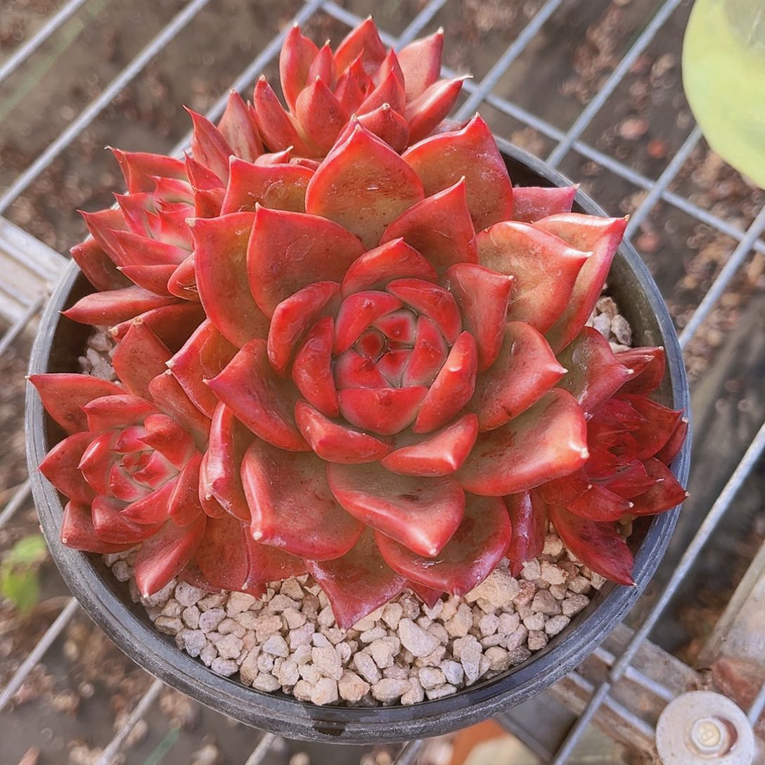 粉钻14gonhgen99@&@99999