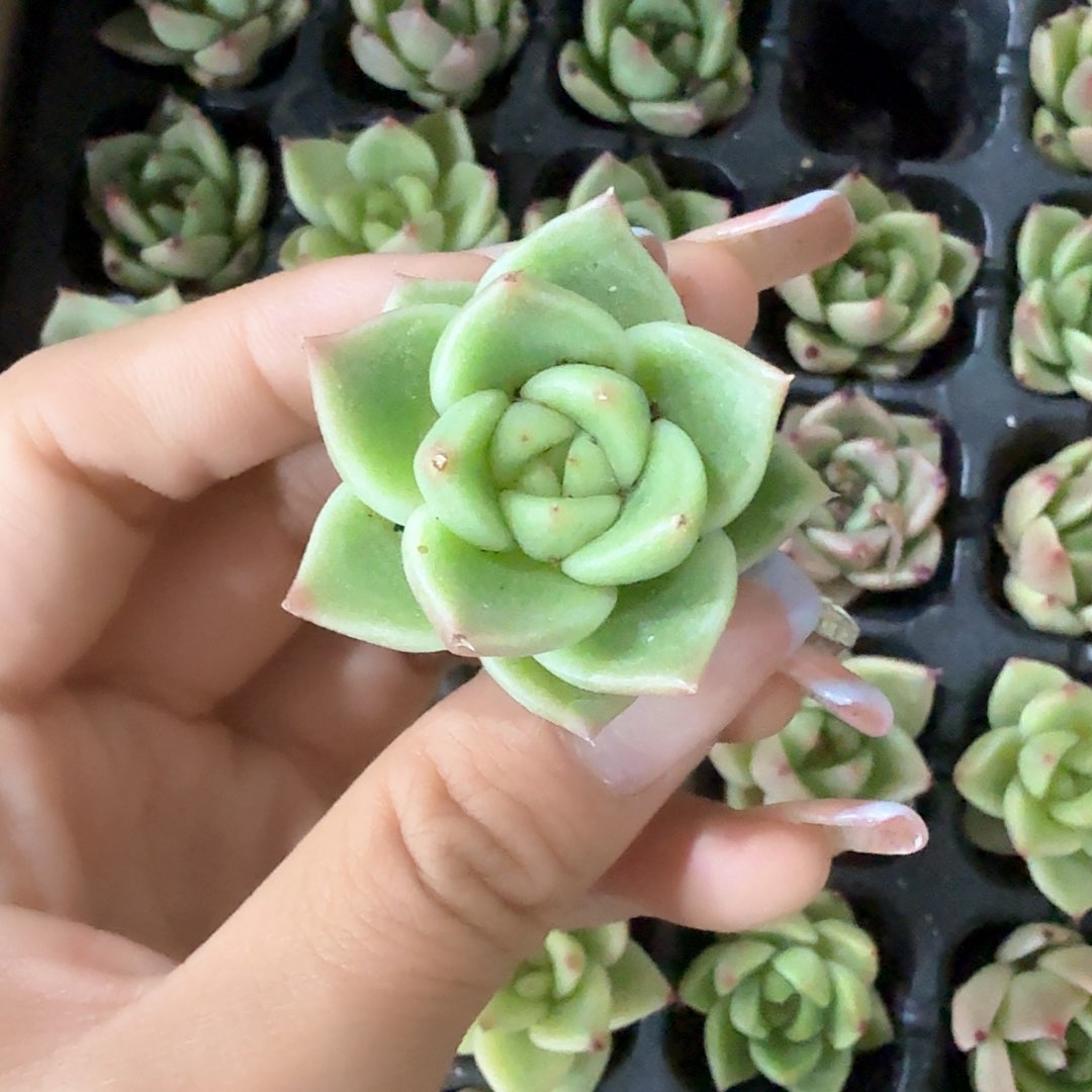 蓝龙 穴苗3颗一组
