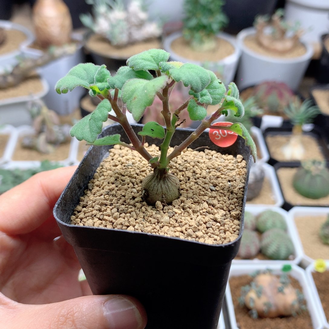 爱氏延命草多肉带盆303