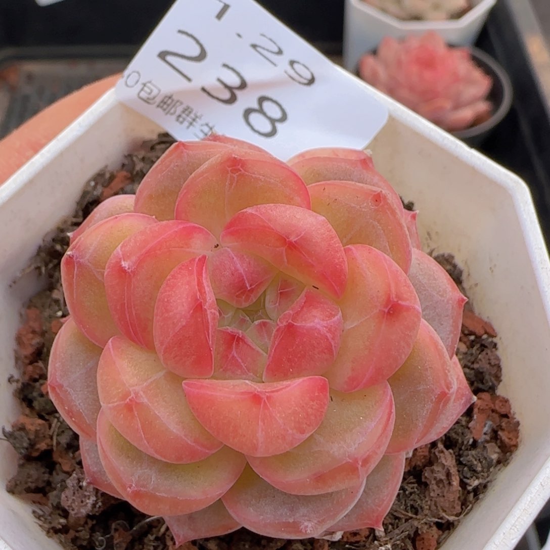 珍妮单头一颗脱土发货