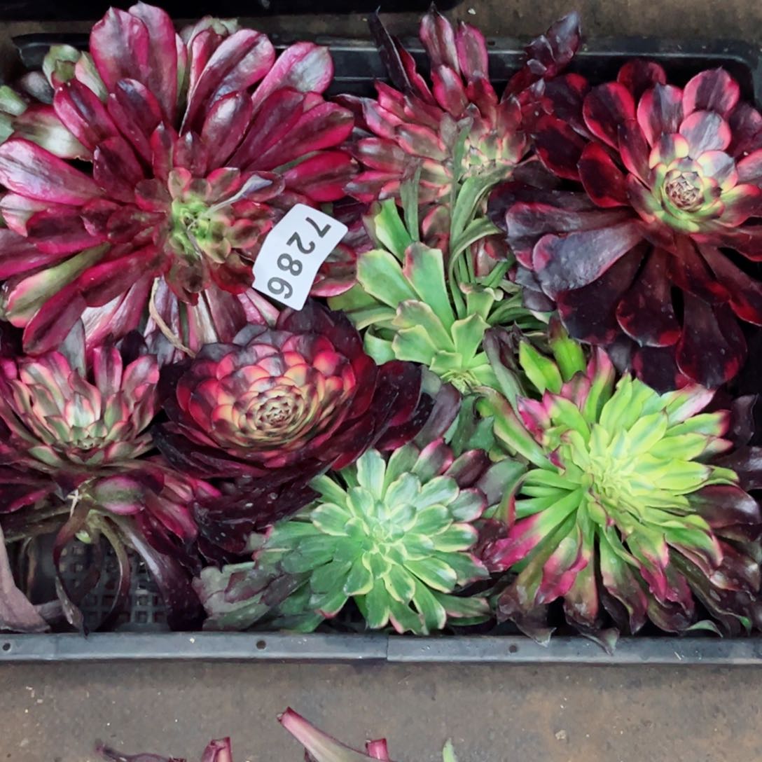 一筐砍头多肉发货发货