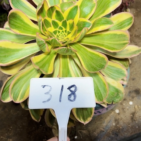 多肉植物艳紫法师