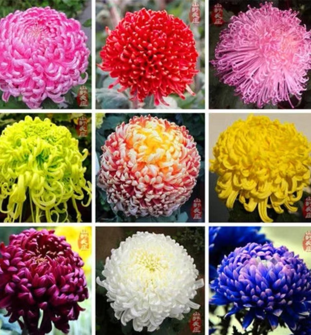 重瓣菊花种子浓香耐寒易活带芽多年生四季开花阳台庭院商品图