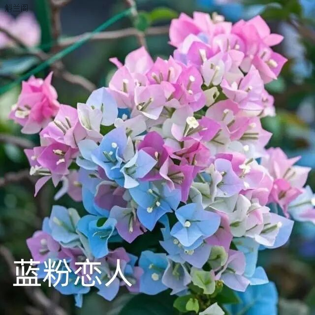【蓝粉恋人】三角梅盆栽绿植树老桩四季开花阳台植物庭院勤花卉