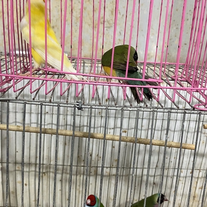 三***法文鸟金公普母一对包活到家收到货拍开箱视频