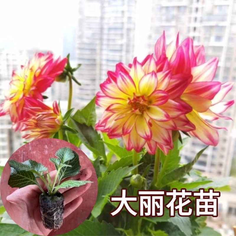 矮生重瓣小丽花苗大花型花卉原土发货室内阳台庭院观花绿植木槿花