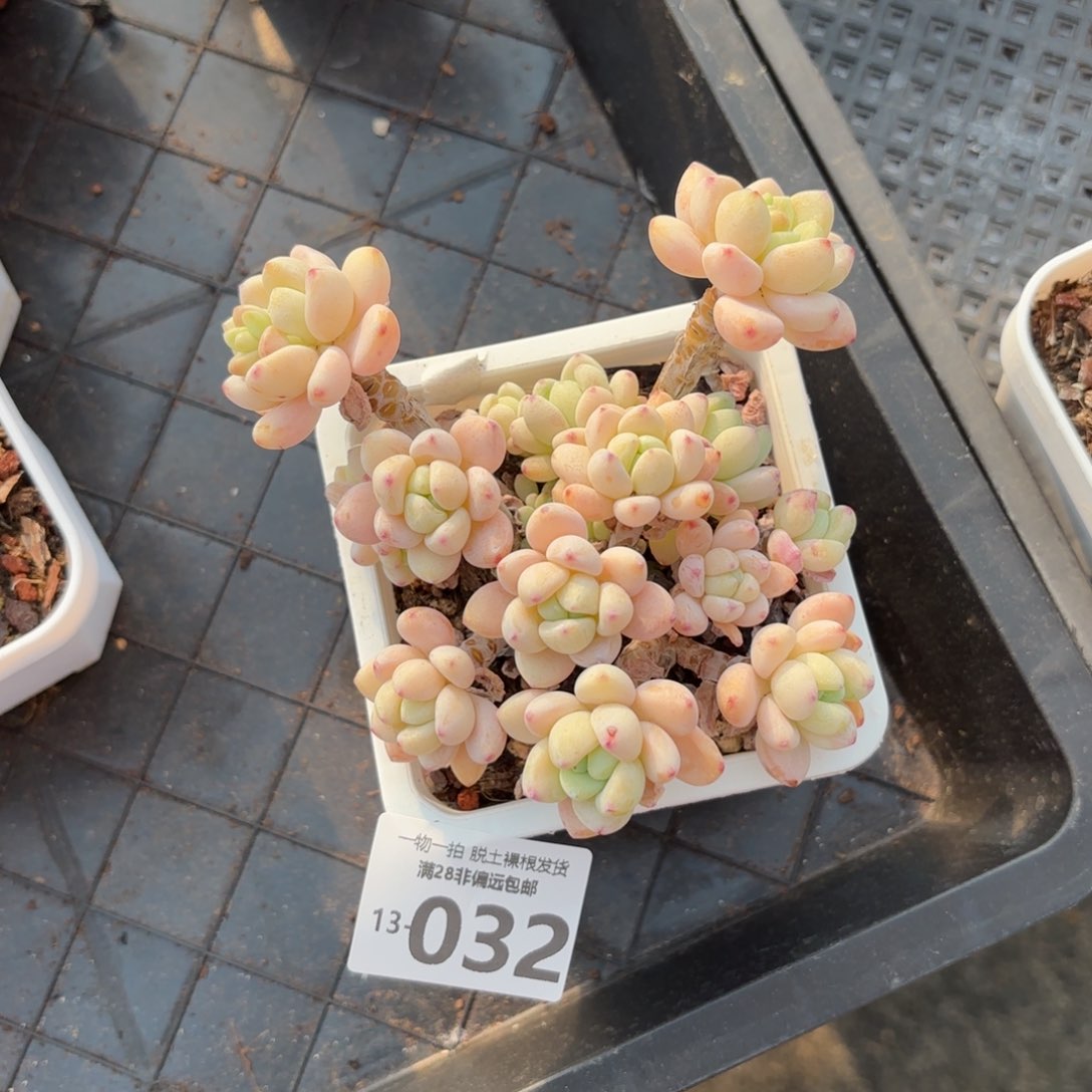 樱花罗绮有砍多肉多肉