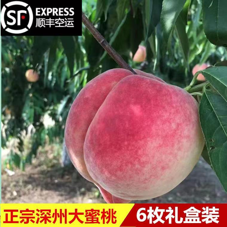 深州蜜桃礼盒特产大桃子6颗当季新鲜水果单果寿桃京津冀顺丰包邮