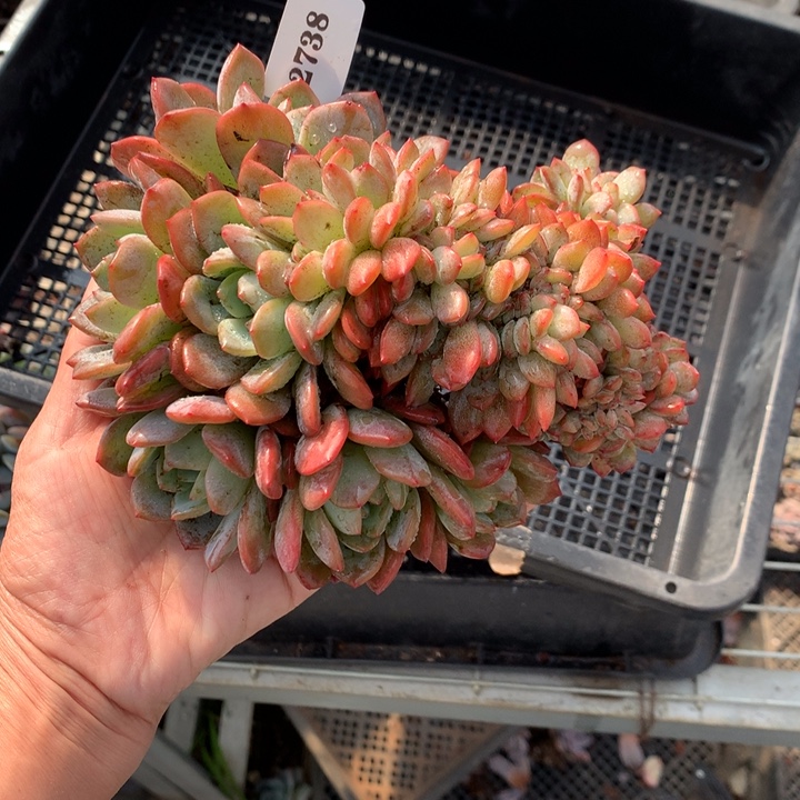 12738嗯嗯嗯嗯嗯嗯嗯好喜欢全明星