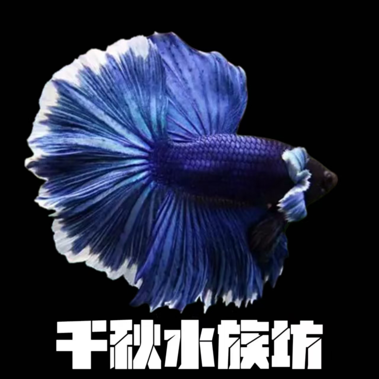 A8（169-192）斗鱼半月婚纱鱼好养耐活小型热带观赏鱼（直播间选鱼）