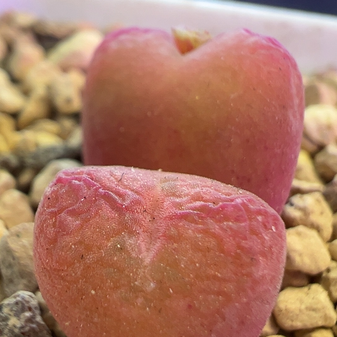 诺粉色杂交 肉锥植物