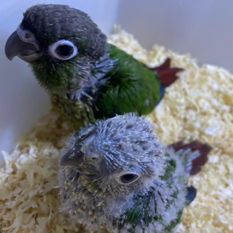 绿颊 半毛 （赠奶粉 工具 学吃粮）