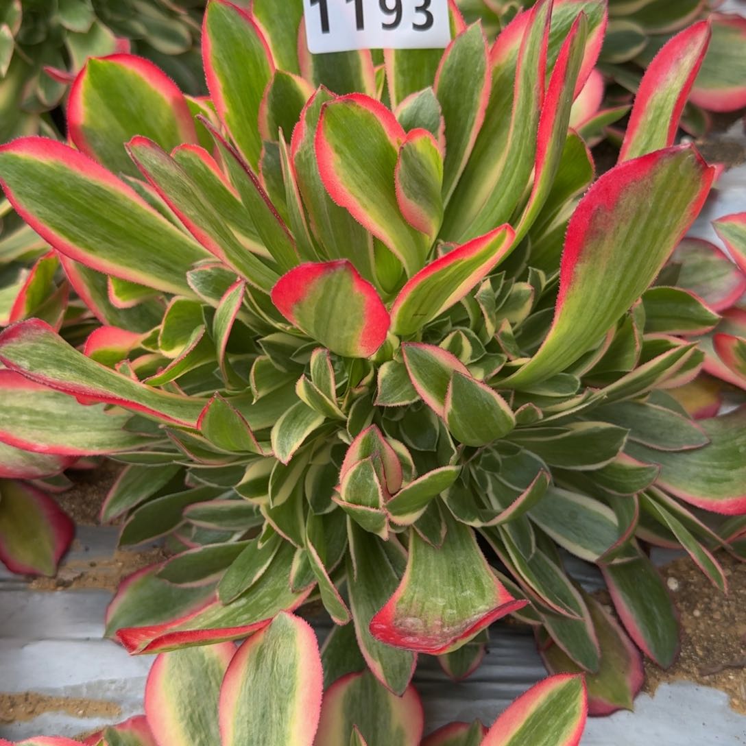 1193妖月。多肉植物