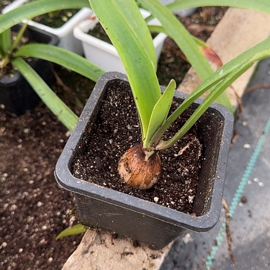 秋*孤宝仙子3左右带盆发