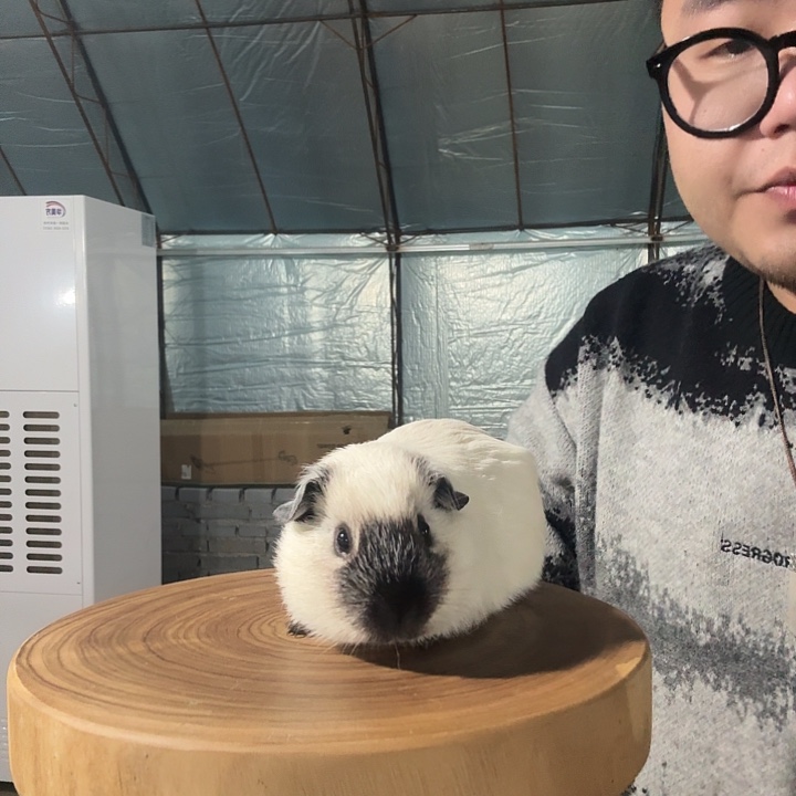 豚鼠加州荷兰猪弟弟