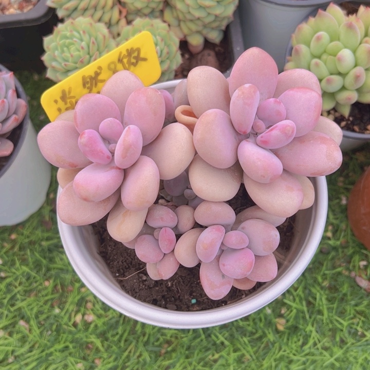 健健康康平平安安