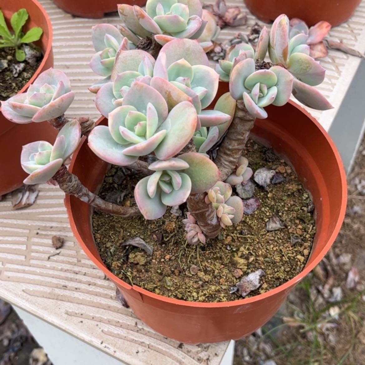 【闪购商品】无花朵用****4