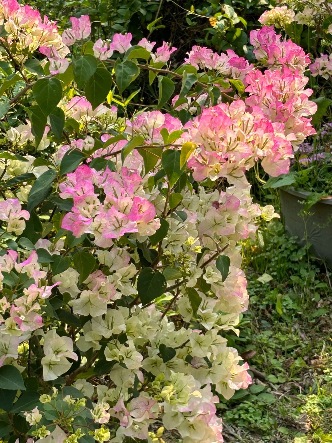 【绿樱】会掉花掉叶介意不要拍庭院阳台地栽盆室内室外